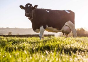 organic-cows-1