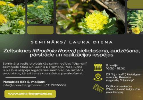 Bioloģiskā saimniecība “Upmaļi” aicina uz lauka dienu par Zeltsaknes pielietošanu, audzēšanu, pārstrādi un realizācijas iespējām